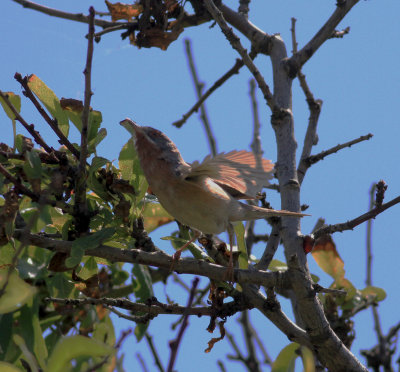 Eastern Subalpine Warbler (Sylvia c. cantilans)