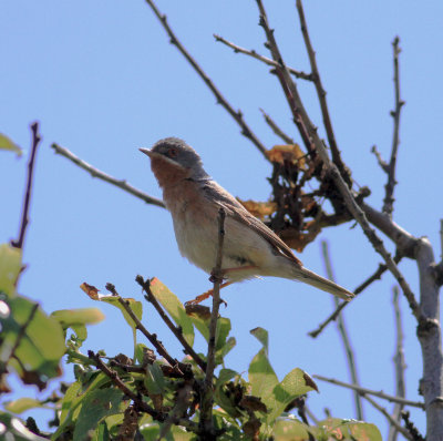 Eastern Subalpine Warbler (Sylvia c. cantilans)