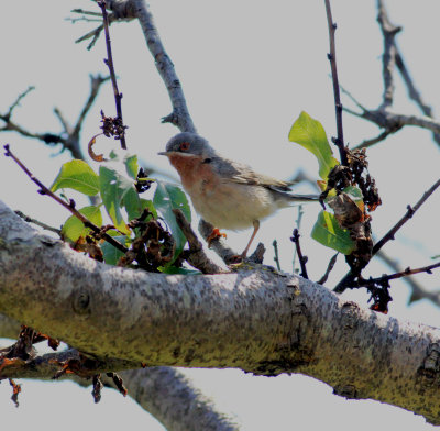 Eastern Subalpine Warbler (Sylvia c. cantilans)