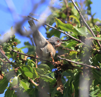 Eastern Subalpine Warbler (Sylvia c. cantilans)