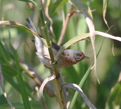 Eastern Subalpine Warbler (Sylvia c. cantilans)