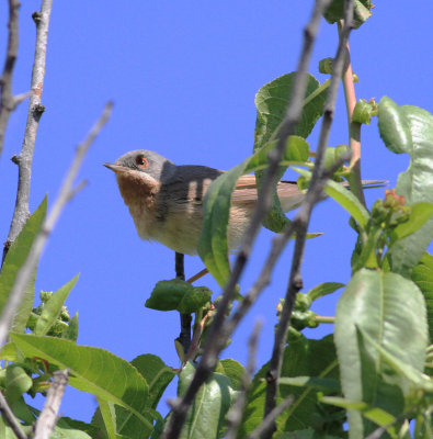 Eastern Subalpine Warbler (Sylvia c. cantilans)