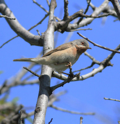 Eastern Subalpine Warbler (Sylvia c. cantilans)