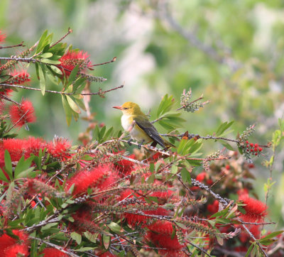 Golden Oriole (Oriolus oriolus)