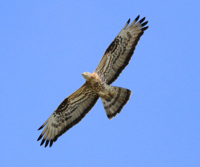 Honey Buzzard (Pernis apivorus)