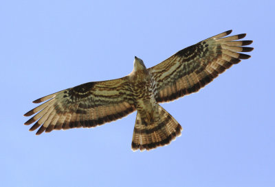 Honey Buzzard (Pernis apivorus)