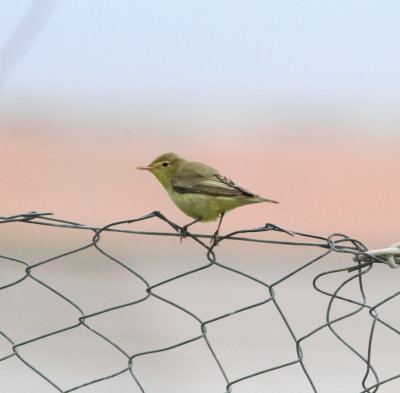 Iceterine Warbler (Hippolais icterina)