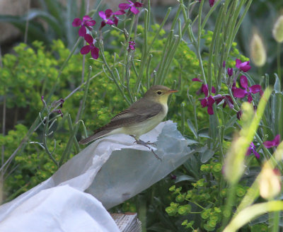 Iceterine Warbler (Hippolais icterina)