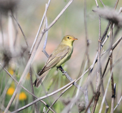 Iceterine Warbler (Hippolais icterina)