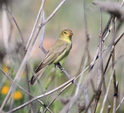 Iceterine Warbler (Hippolais icterina)
