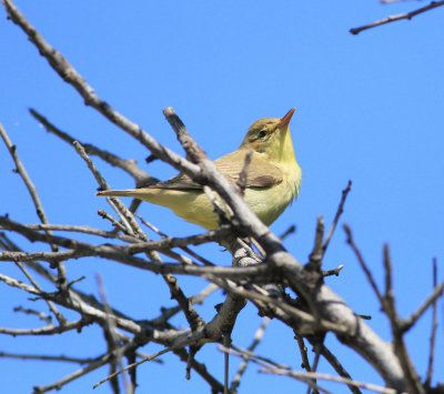 Iceterine Warbler (Hippolais icterina)
