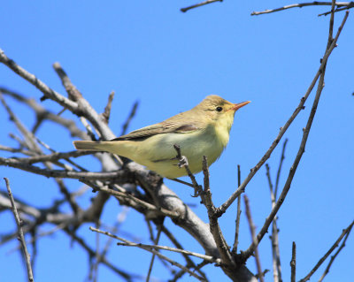Iceterine Warbler (Hippolais icterina)