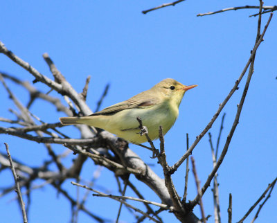Iceterine Warbler (Hippolais icterina)