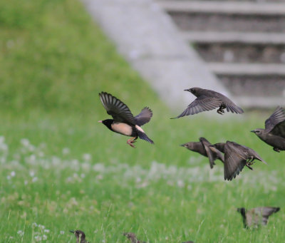 Rose-Coloured Starling (Pastor Roseus)
