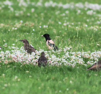 Rose-Coloured Starling (Pastor Roseus)