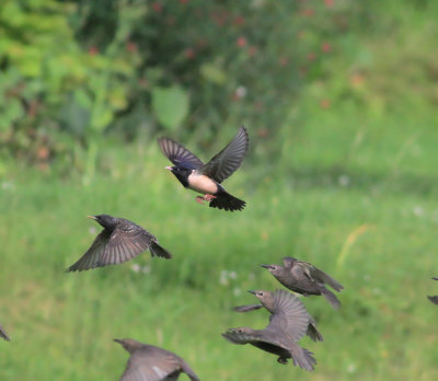 Rose-Coloured Starling (Pastor Roseus)
