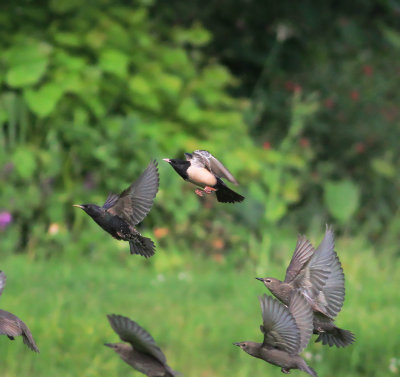 Rose-Coloured Starling (Pastor Roseus)