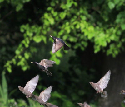 Rose-Coloured Starling (Pastor Roseus)