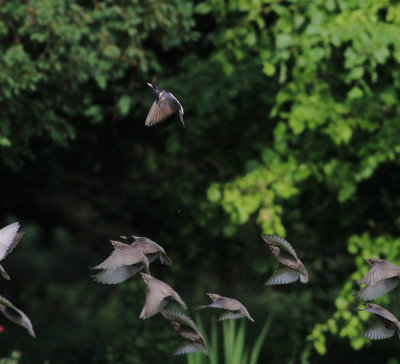 Rose-Coloured Starling (Pastor Roseus)