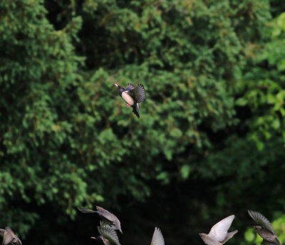 Rose-Coloured Starling (Pastor Roseus)