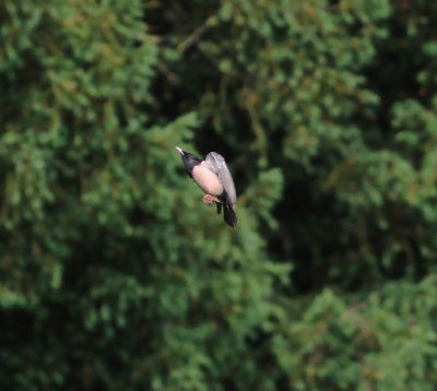 Rose-Coloured Starling (Pastor Roseus)