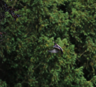 Rose-Coloured Starling (Pastor Roseus)
