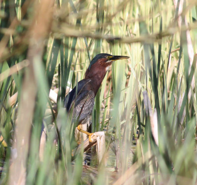 green_heron_uk
