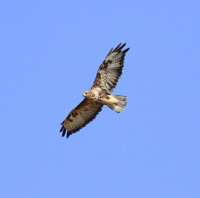 Buzzard (Buteo buteo)