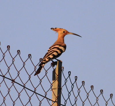 Hoopoe (Upupa epops)