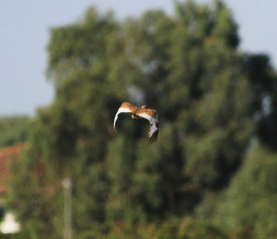 Little Bustard (Tetrax tetrax)