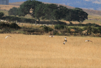Little Bustard (Tetrax tetrax)