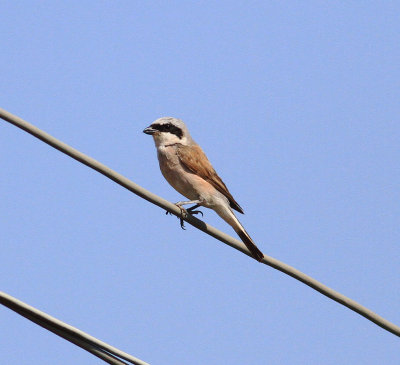 Red-backed Shrike (Lanius collurio)