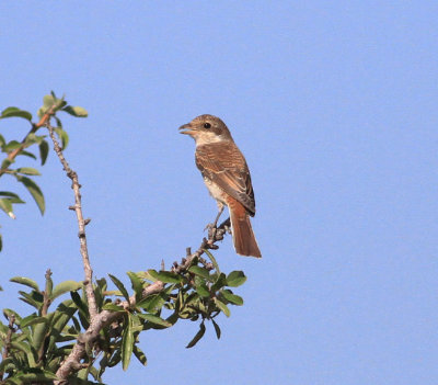 Red-backed Shrike (Lanius collurio)