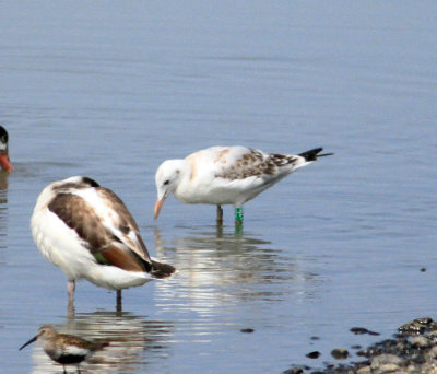 Slender-billed Gull (Chroicocephalus genei)