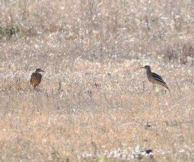 Stone Curlew (Burhinus oedicnemus)