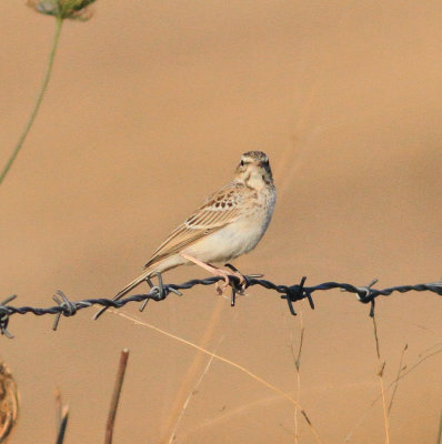 Tawny Pipit (Anthus campestris)