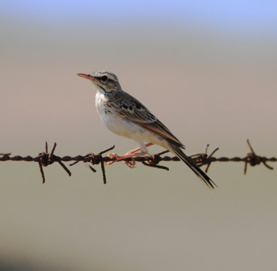 Tawny Pipit (Anthus campestris)