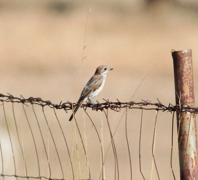 Woodchat Shrike (Lanius senator badius)