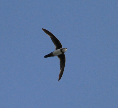 Alpine Swift (Tachymarptis melba)