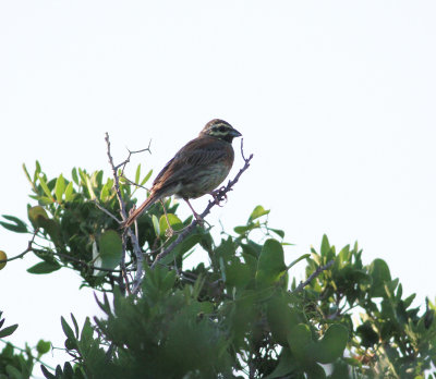 Cirl Bunting (Emberiza cirlus)