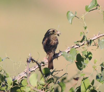 Cirl Bunting (Emberiza cirlus)