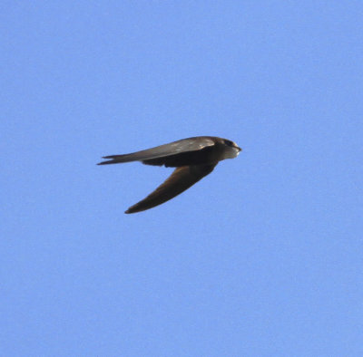 Pallid Swift (Apus pallidus)