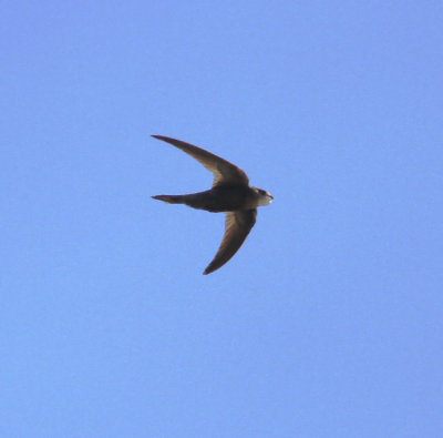 Pallid Swift (Apus pallidus)