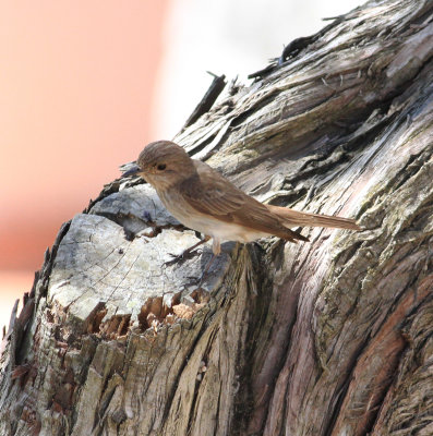 Spotted Flycatcher (Muscicapa striata)