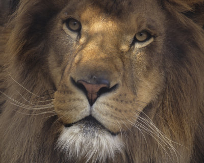 African Lion-Santa Barbara Zoo