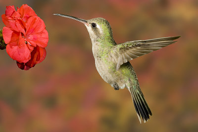 Female Broad-billed