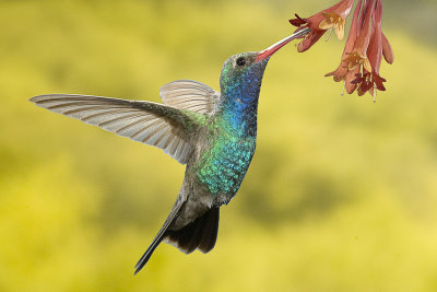 Male Broad-billed