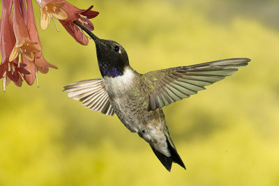 Male Black-chinned