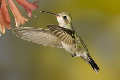 Female Broad-billed