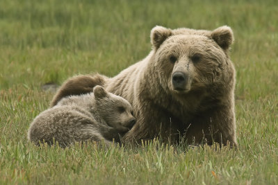 Coastal Brown Bears - Alaska